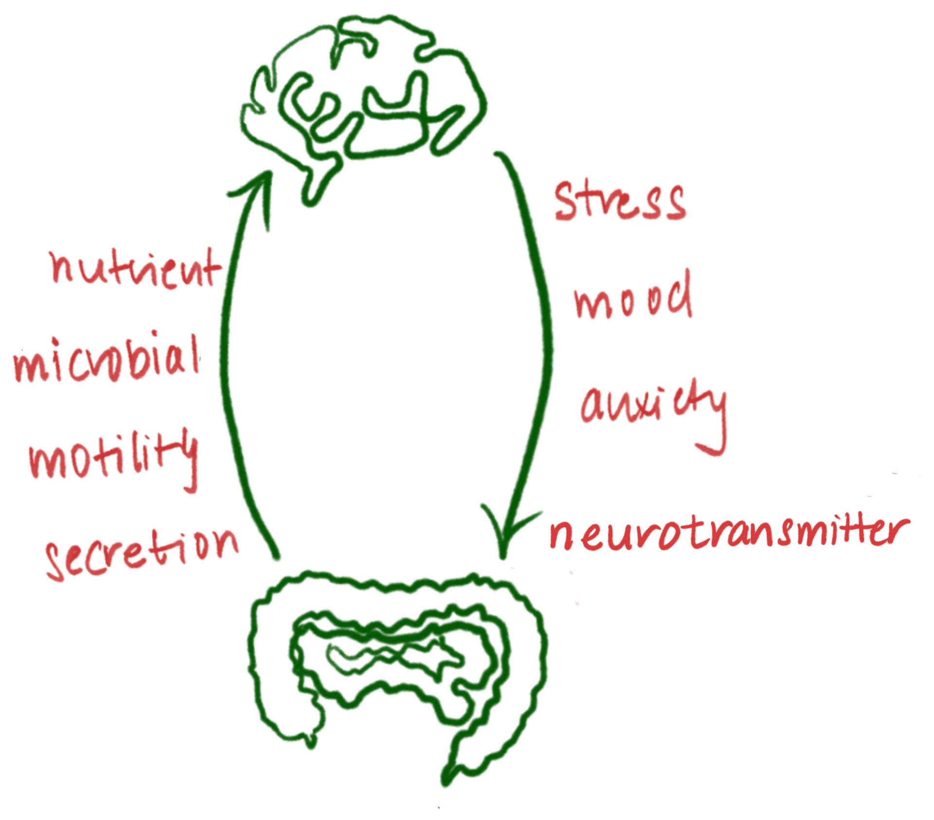 Diagram of the gut-brain axis showing the vagus nerve pathway between the brain and gut